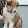Maximus